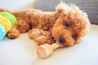 商品・サービスの紹介ページだけではわからない、細かい個別の疑問点を「お客さまの声・導入事例」があることで解消できる