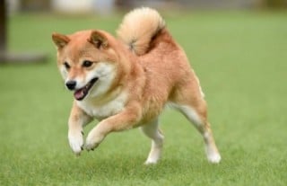 代替テキスト（alt属性）の書き方