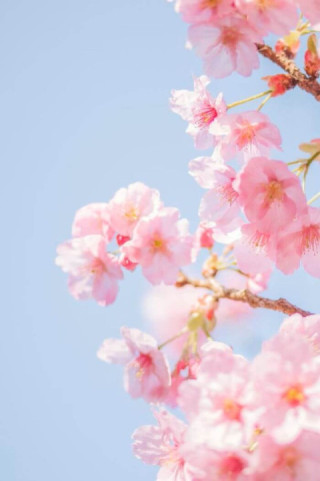 桜や紅葉といった日本の四季を感じさせる場所が高く評価されている