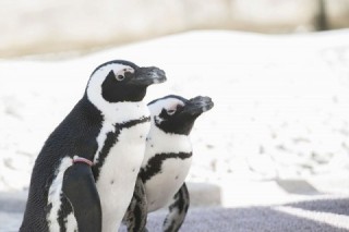ペンギンアップデートとパンダアップデートの実施で検索エンジンの性能が劇的に向上し、ブラックハットSEOの多くがペナルティを受けた ペンギンアップデートとパンダアップデートの実施で検索エンジンの性能が劇的に向上し、ブラックハットSEOの多くがペナルティを受けた