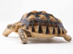 んなに優れたコンテンツを作成しても、検索上位の獲得には時間がかかる んなに優れたコンテンツを作成しても、検索上位の獲得には時間がかかる
