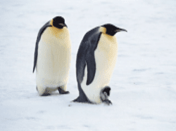 ペンギンアップデートとパンダアップデートで悪質なSEO対策をしていたサイトはペナルティを受けた